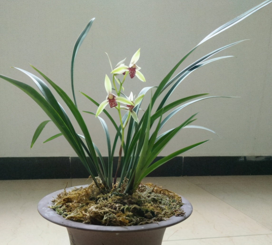 兰花种得好,最好养的兰花建兰品种