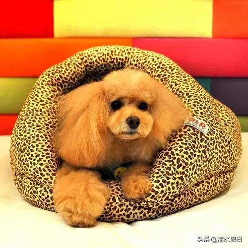 夏天治脚臭最好的方法,除脚臭好物推荐瞬间除臭