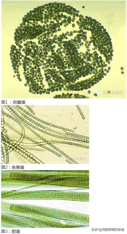 河蟹养殖防天敌,河蟹养殖如何预防青苔的生长