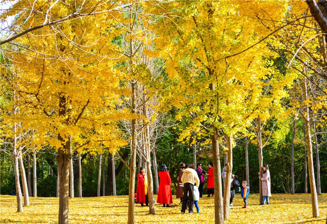 济南森林公园雪景,济南最美森林公园