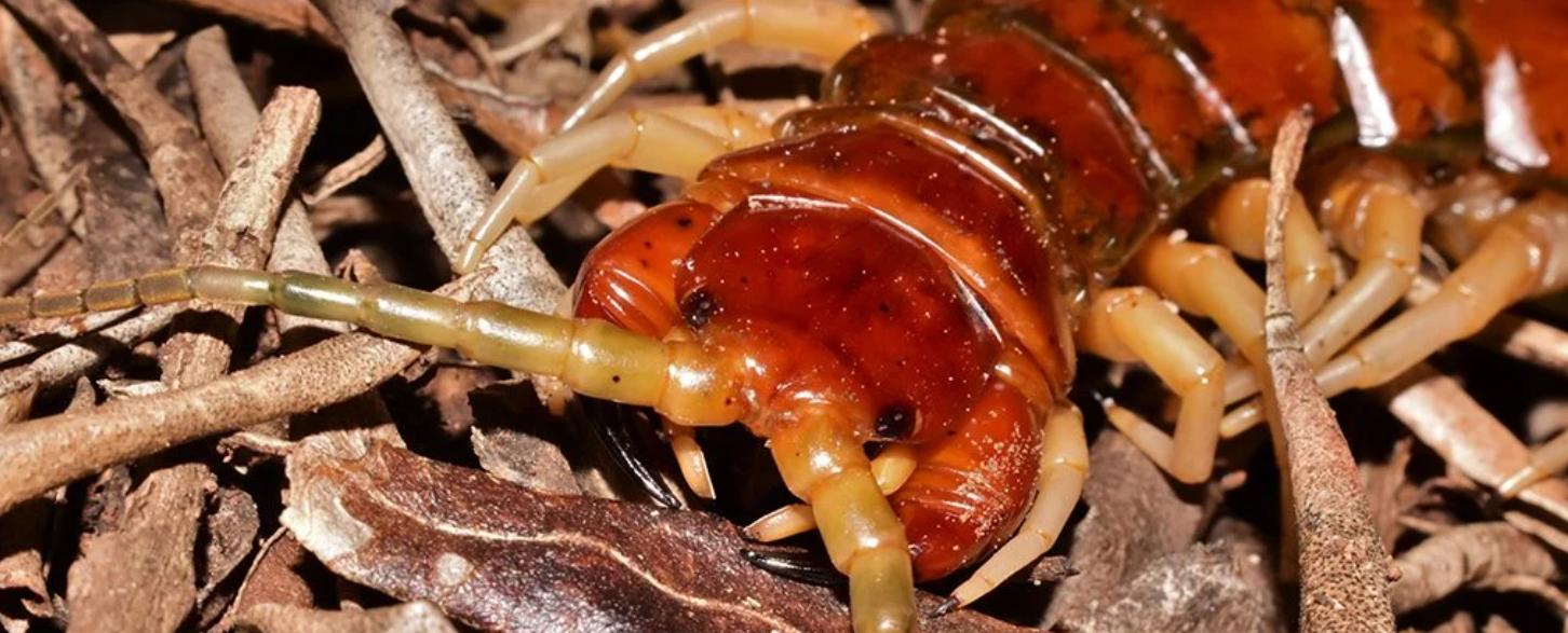 菲利普岛巨型蜈蚣吃海鸟,这六只巨型蜈蚣你觉得哪个更厉害