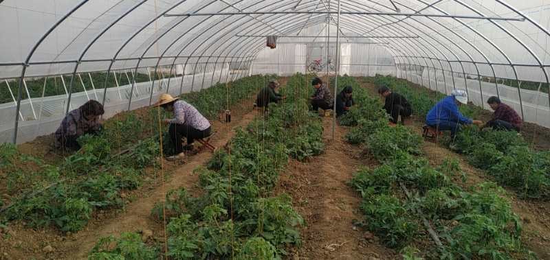 大棚脱贫致富路,蔬菜大棚托起乡村振兴致富梦