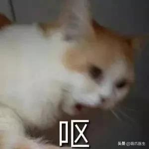 猫拉完屎还满屋疯跑？铲屎官：想当场自杀