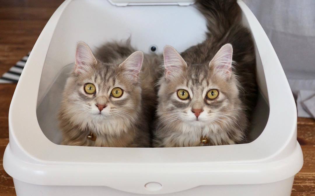 猫咪便秘吃益生菌多久可以见效,解决猫咪便秘的最佳方法