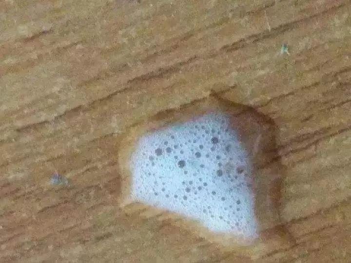 狗狗呕吐白色泡沫后又吐黄色粘液,狗狗吐了有什么方法治疗