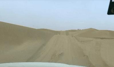 沙雅胡杨林自然保护区,新疆沙雅胡杨林介绍