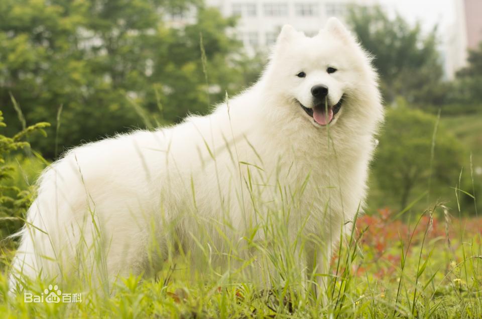 不掉毛无体味性格温顺的小型犬,宠物狗大全表