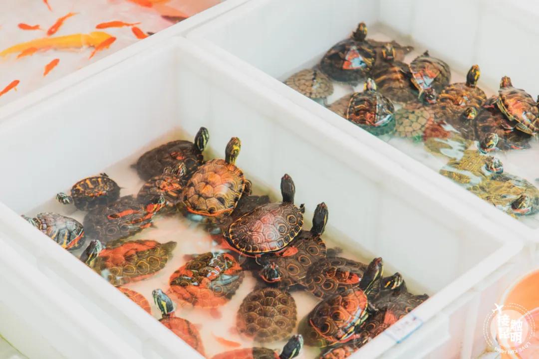 逛逛园博花鸟市场,园博花鸟市场攻略