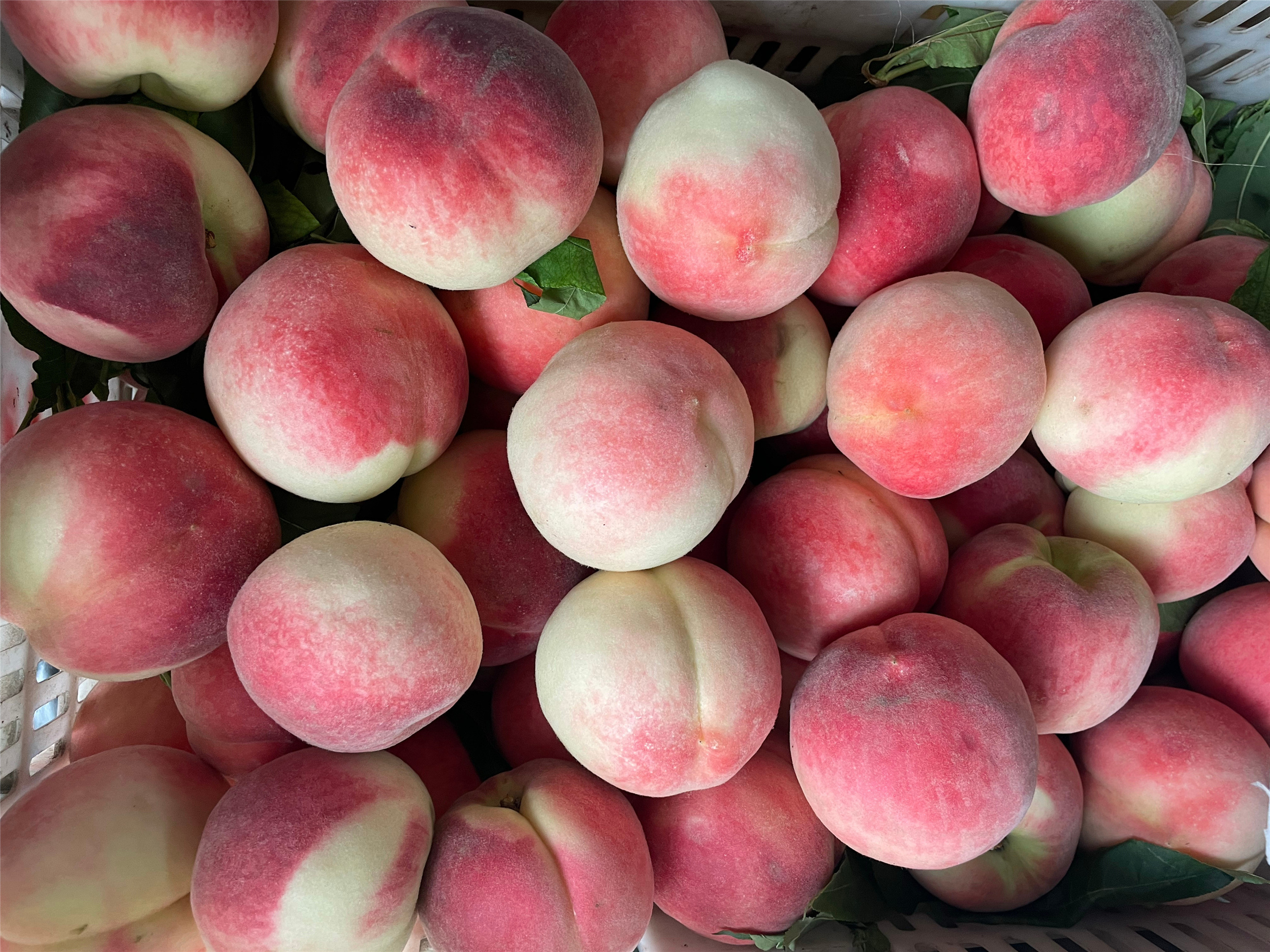 怎么区分黄桃和普通桃子,桃子怎么挑才是最甜的桃