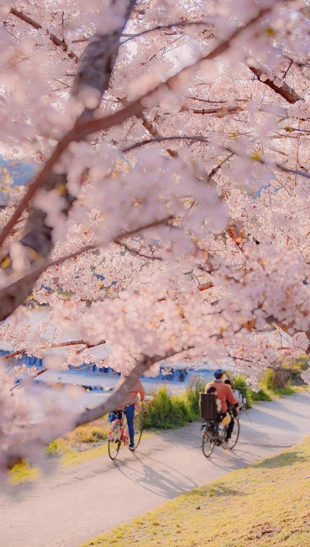 是心动啊，樱樱樱樱樱樱樱樱樱