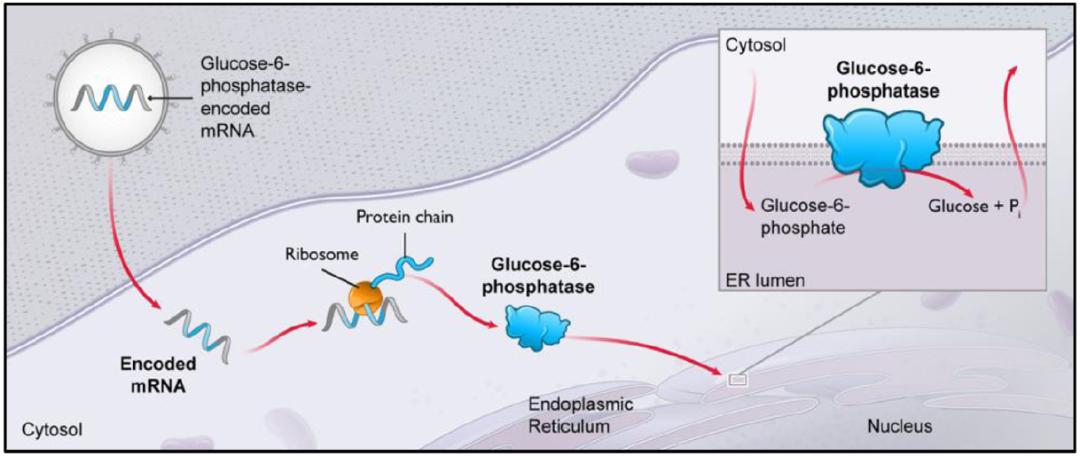 moderna新冠疫苗进展神速,moderna最新疫苗数据