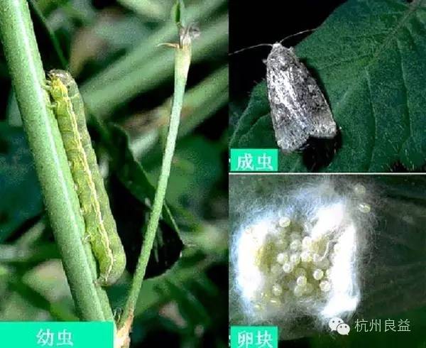 西瓜病虫害一本通表,西瓜红薯种植病虫害防治