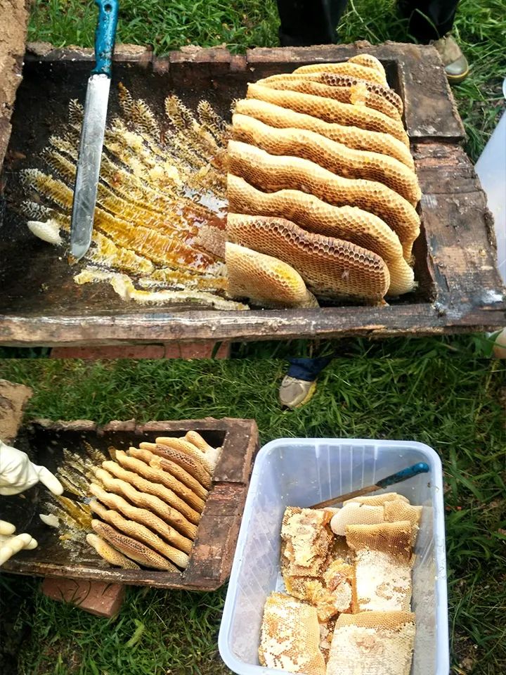 学会这3个小方法轻松买到真蜂蜜,一分钟带你如何辨别蜂蜜