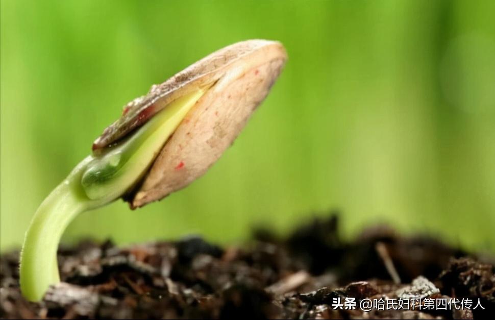 子宫内膜太薄不能顺产吗,子宫内膜薄怀不上孕吗