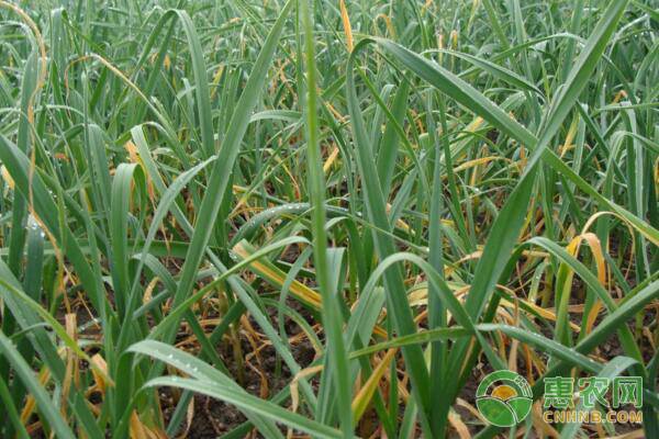 2022年的大蒜蒜薹行情,大蒜鲜蒜价格最新行情今天