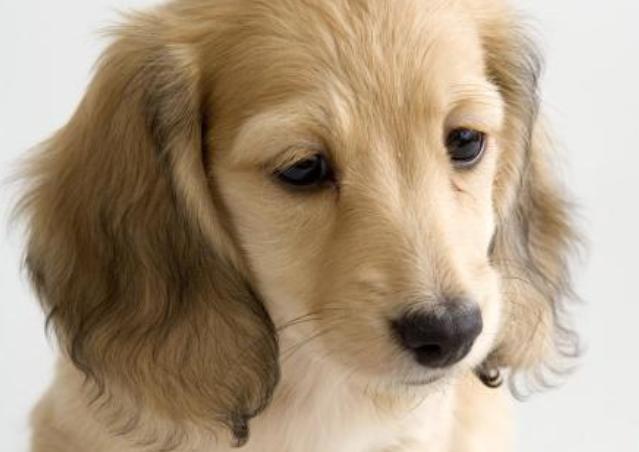 狗狗身上爬满了跳蚤怎么办,狗狗驱虫半个月身上有跳蚤怎么办