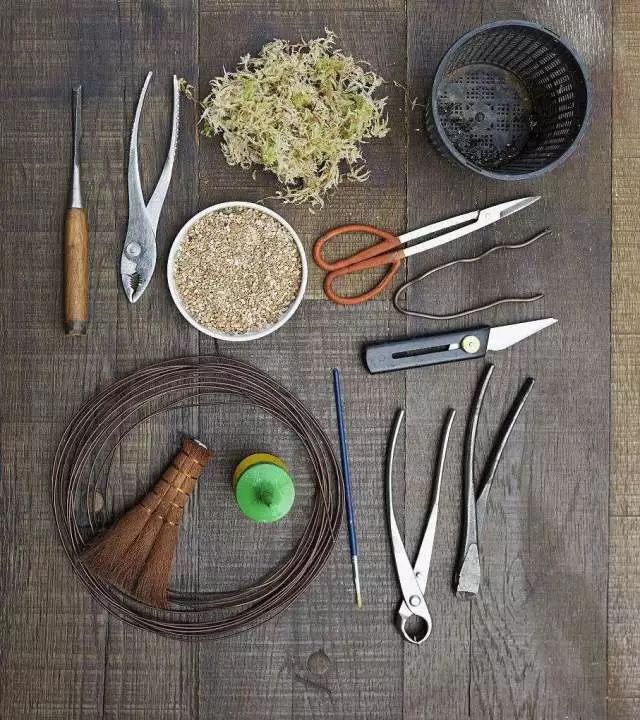 看石榴盆景的造型和制作技术,石榴盆景速成方法图片