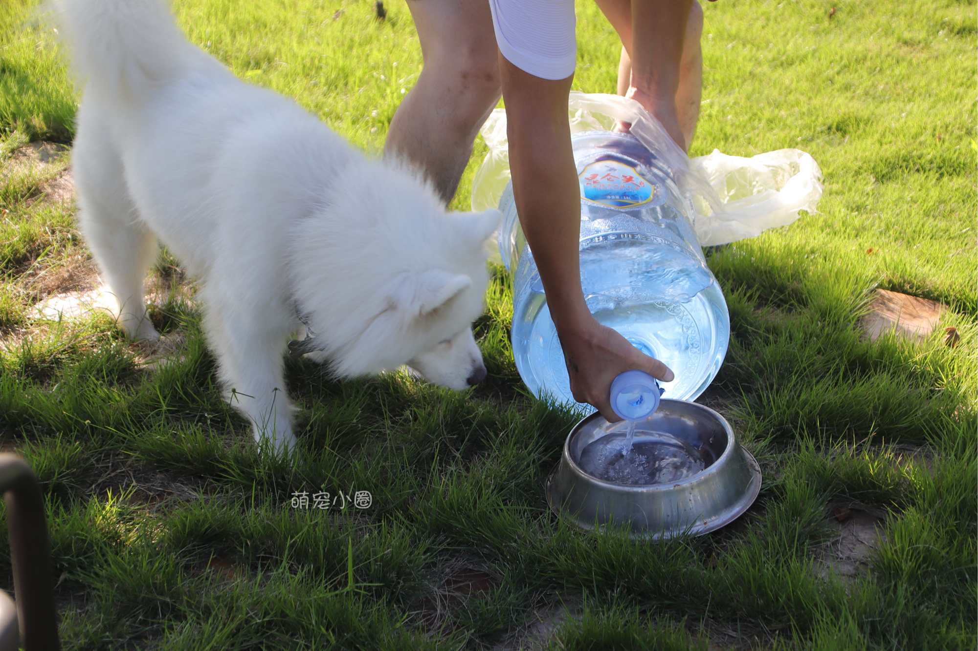 宠主们这8种水不能长期给狗狗喝，兽医表示：长期喝等于慢性自杀