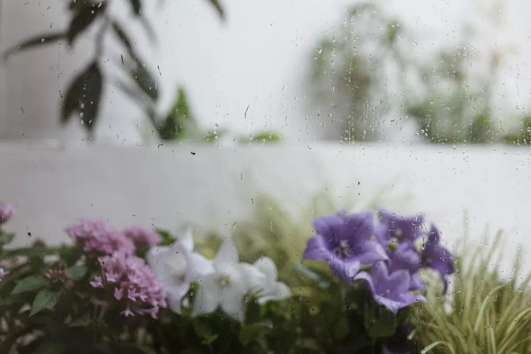 上海小桃园,她卖掉市区两套房子造花园