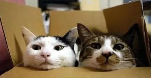 小猫咪身上有哪些神奇的开关,小猫咪身上的那些奇奇怪怪的开关