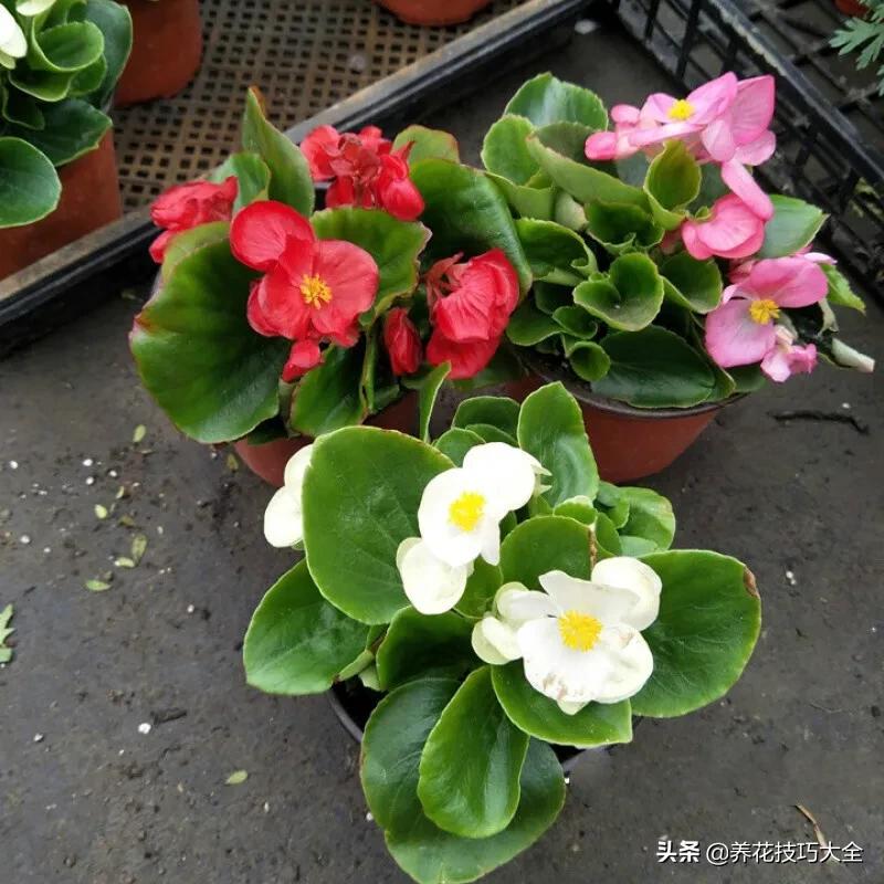 四季海棠花春天几天浇一次水,四季海棠怎么养才能长得茂盛