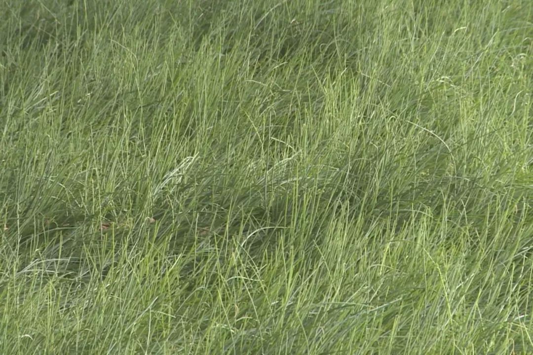 高台县农业种植,高台打造种养循环绿色生态农业