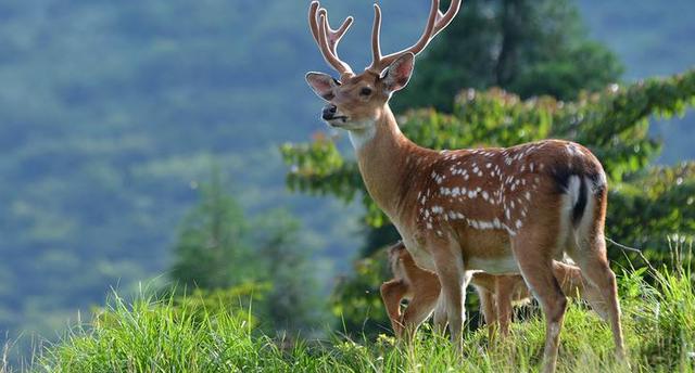 十大适合商业养殖的动物,哪些动物利润大可以养殖