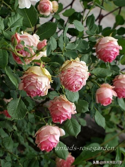 月季叶子枯萎怎么修剪,月季灰霉