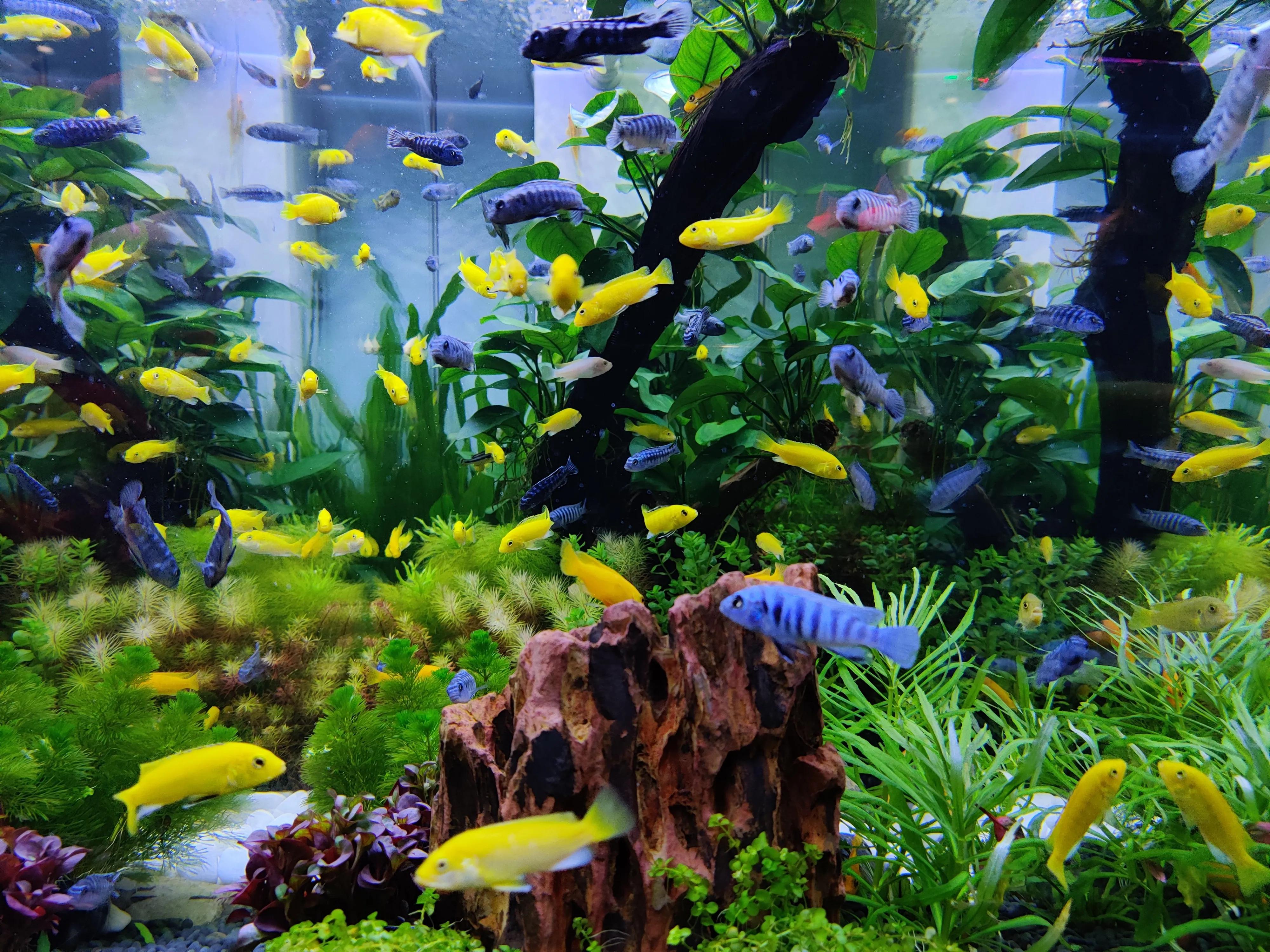 底滤鱼缸里的小鱼不见了怎么回事,底滤大鱼缸换水的正确方法