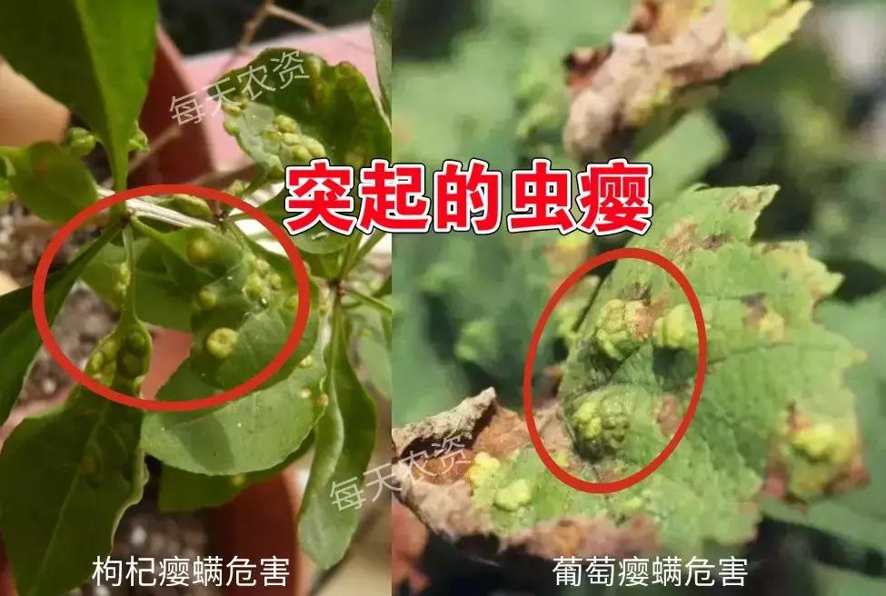 螨类害虫什么时候发生,螨类害虫有哪些特征