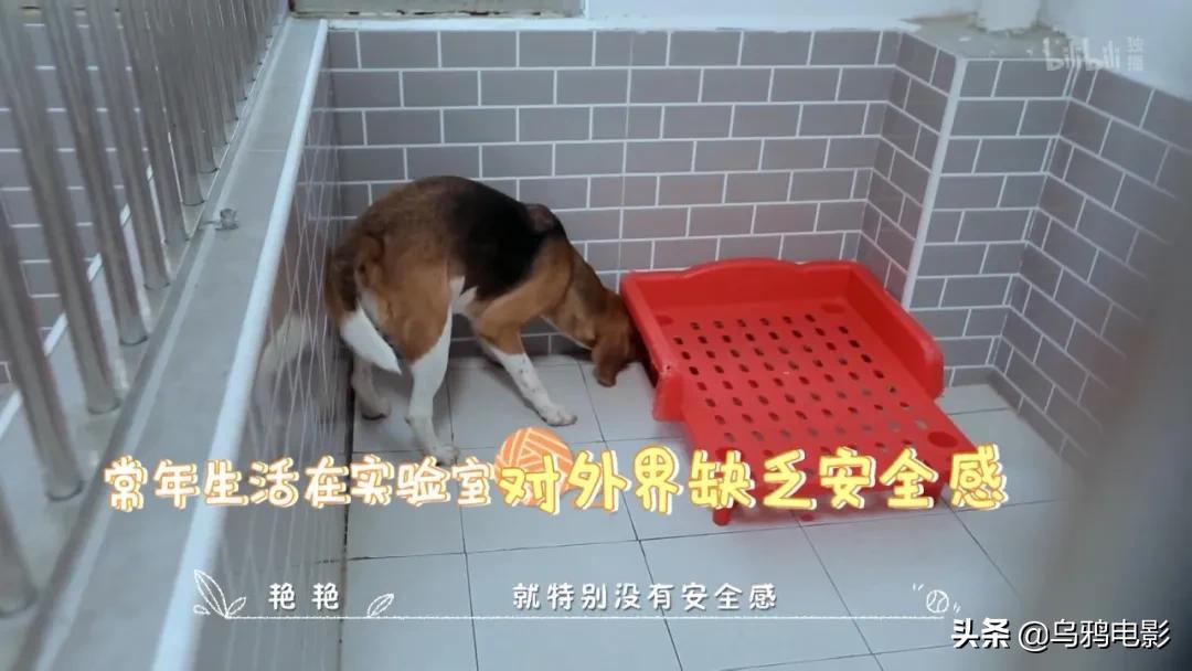 b站必看的综艺,b站能看的综艺推荐