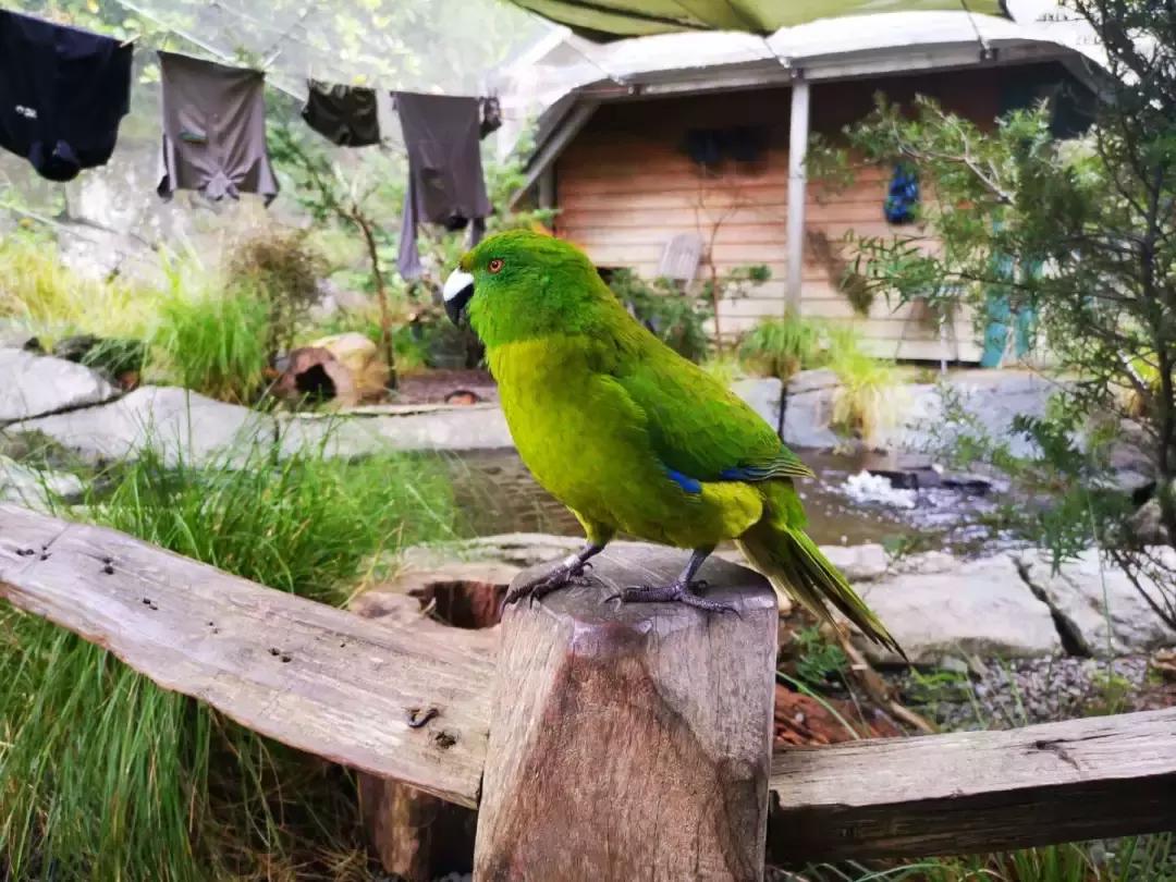 这个新西兰小岛，隐藏的惊世秘密