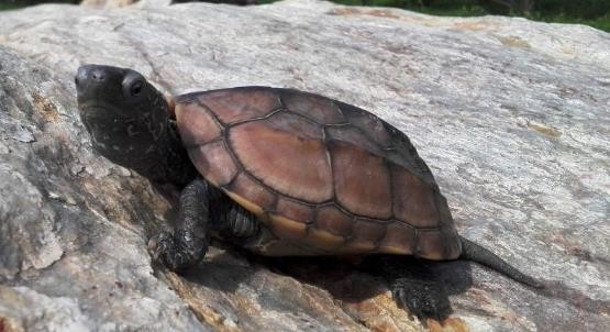 龟类的进化过程图片,龟鳖目动物外形特征