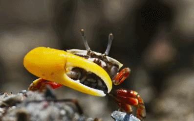 9.9恋爱游戏,9.9分恋爱番