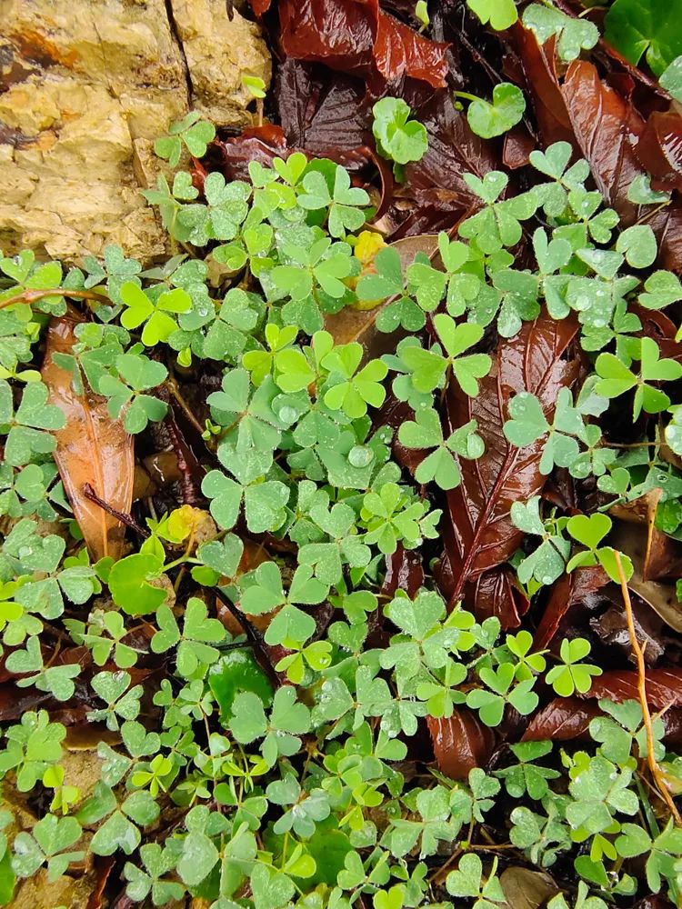 vivonex3和vivonex3s,vivonex3和vivonex3s区别