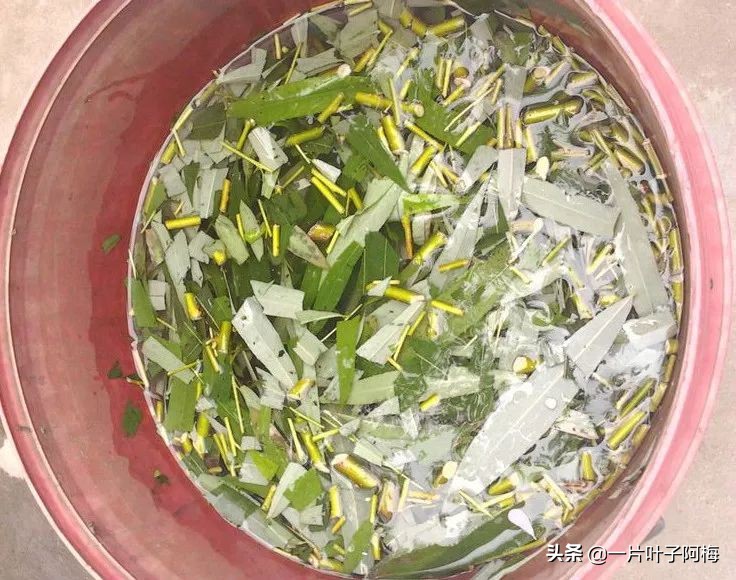 自制养花水配方除臭,养花自制10种消毒水不招虫不烂根