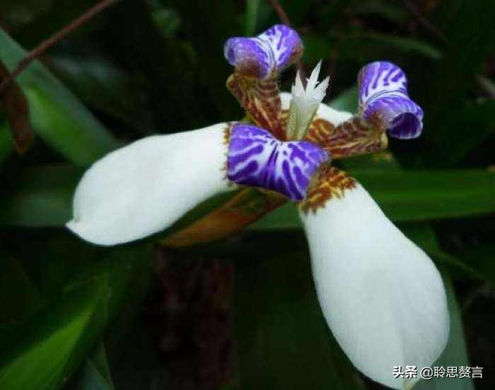 蝴蝶花的诗句大全,蝴蝶花诗句经典名句