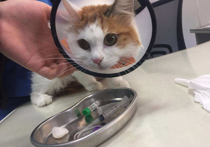 猫咪绝育前禁食禁水多久,猫咪绝育手术前禁水禁食