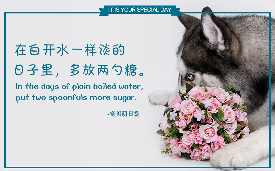 泰迪狗狗眼屎多是怎么回事,狗狗眼屎多黄脓状用什么药