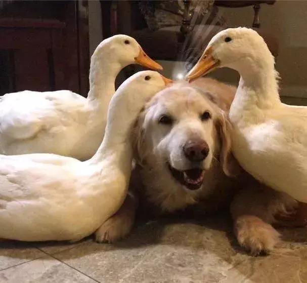 被大鹅欺负的金毛,金毛老是被鸭子欺负