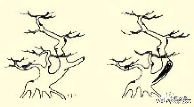 金银花盆景的修剪方法,盆景的修剪知识与技法