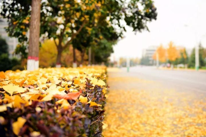 校园表白最佳方式,校园女生怎么表白立马成功