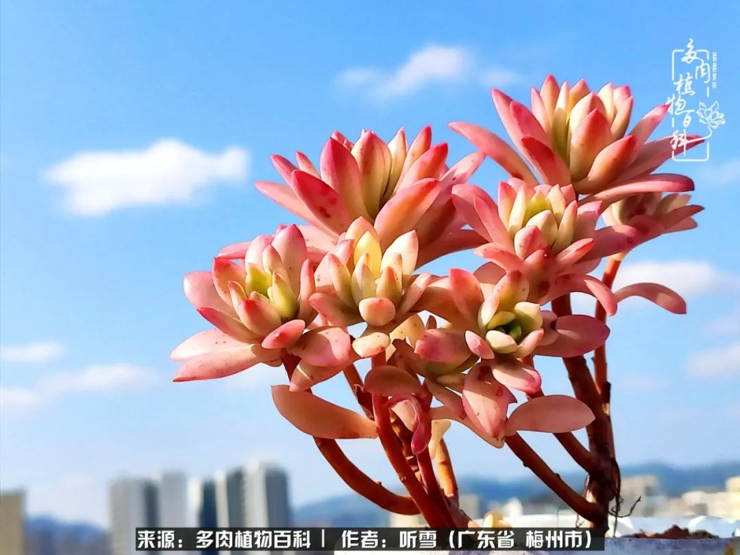 爱上多肉精致生活,爱上多肉我们的减压法宝