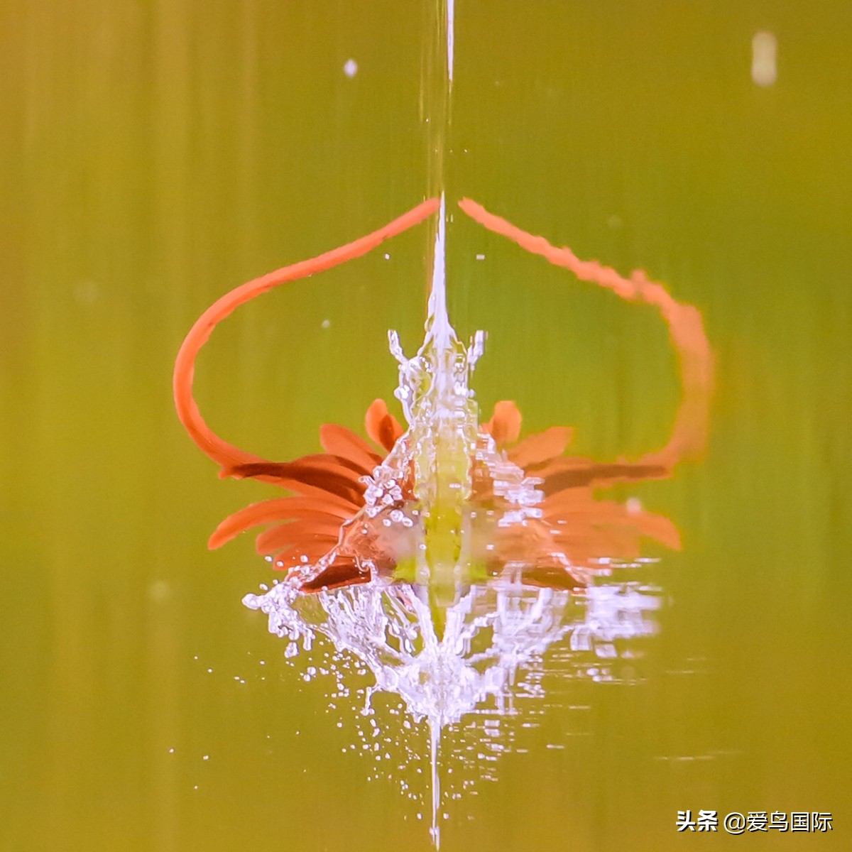 观鸟大年,观鸟作品100幅