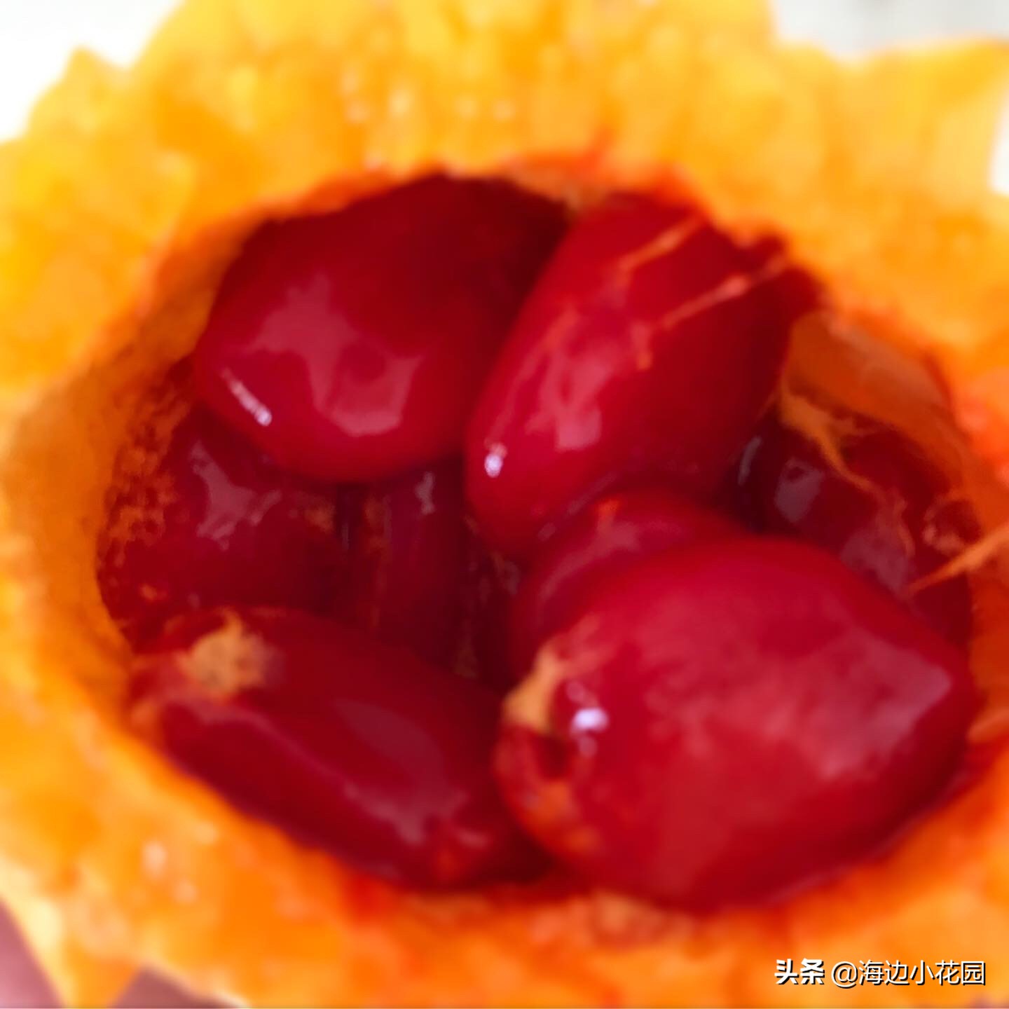 夏天的味道—金铃子（赖葡萄），充满幸福的幸运黄色苦瓜