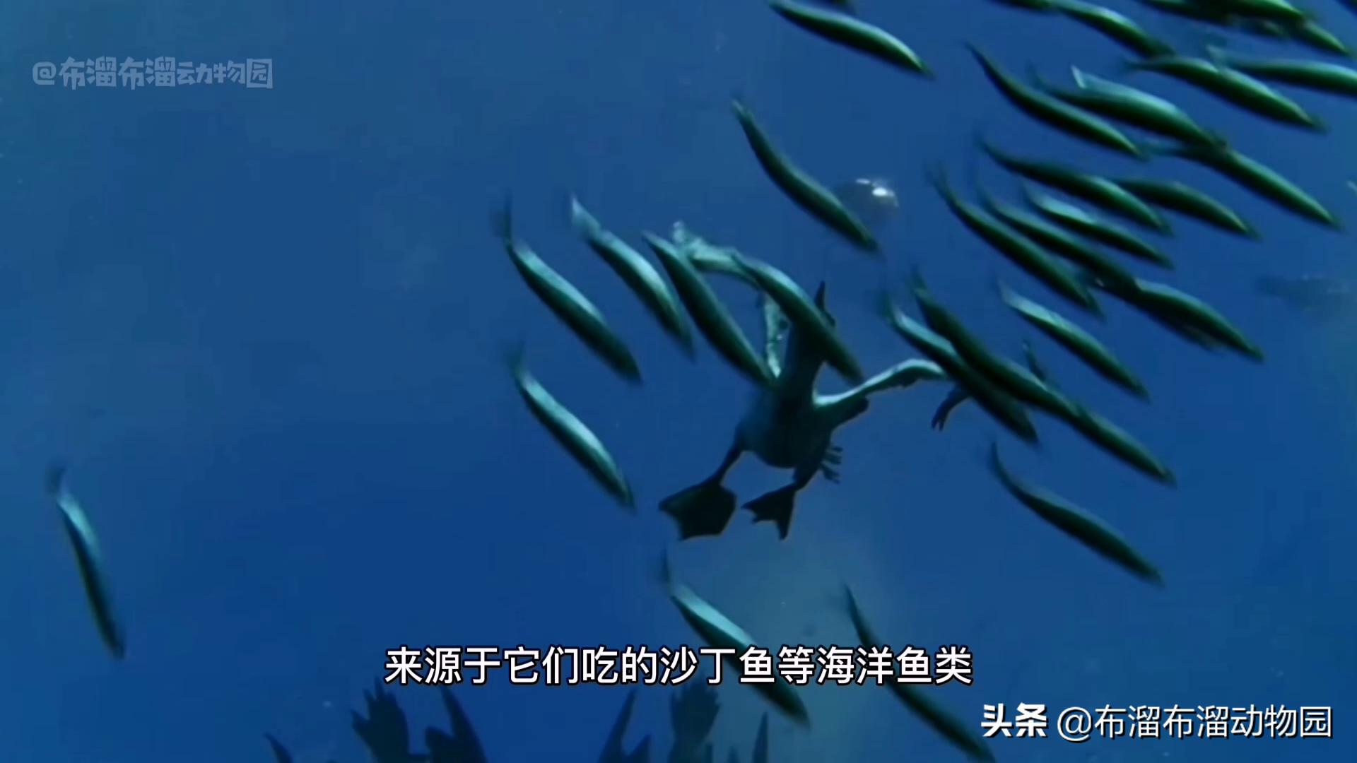 奇葩大傻鸟，凭一双蓝色大脚闯天下，鸟姑娘居然最爱油腻男