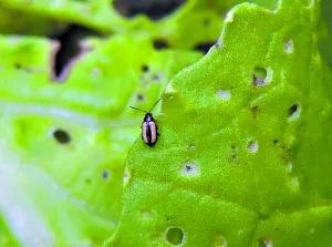 今年虫害为什么这么严重,抗性虫都有哪些