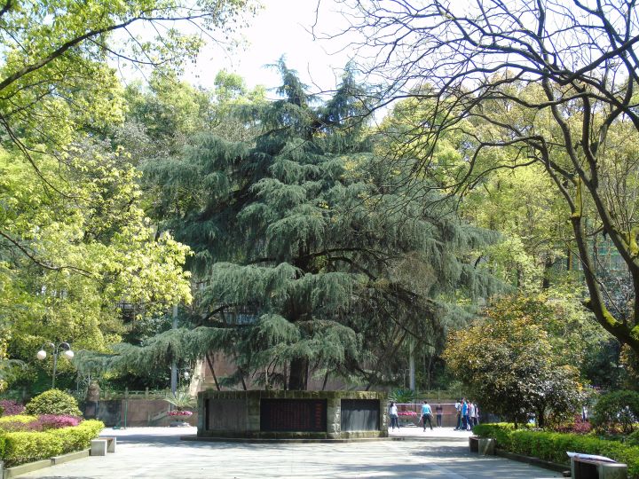 重庆哪所学校环境最好,重庆最美学校