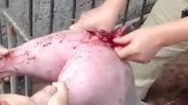 猪脱肛最快特效药,猪脱肛是什么病用什么药治疗