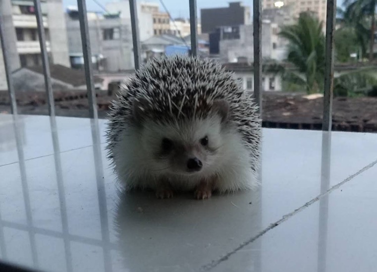 辟谣：非洲迷你刺猬咬人涂刺后就算接纳这个人？小心被白咬